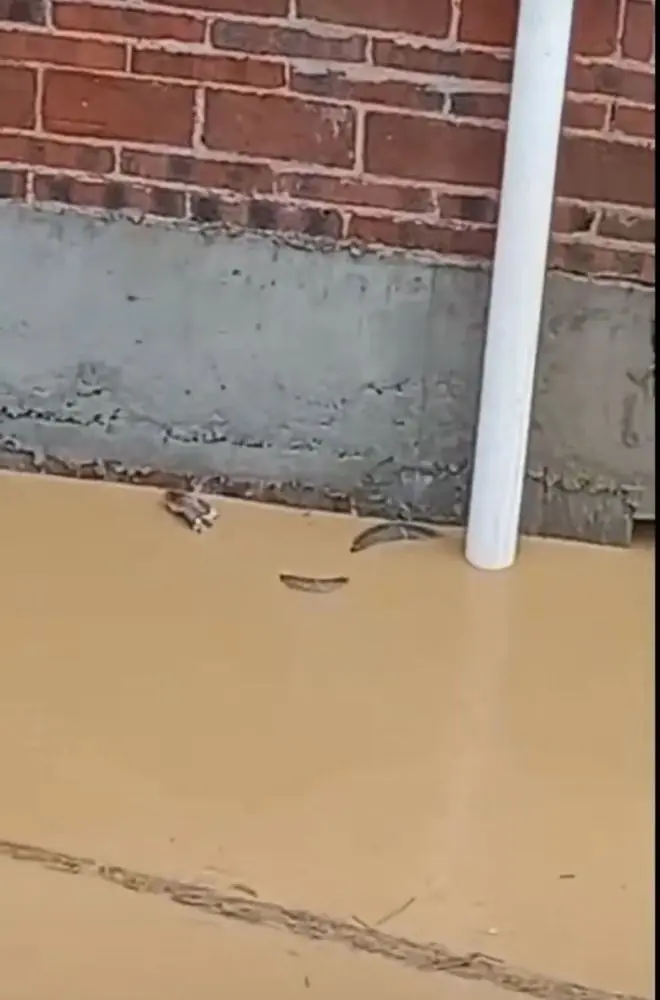 广西横州洪水中有蛇外逃？当地回应