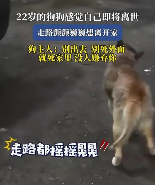 “死在家里，没人嫌弃你”——这是22岁老狗临终时，人给它的最后一句情话