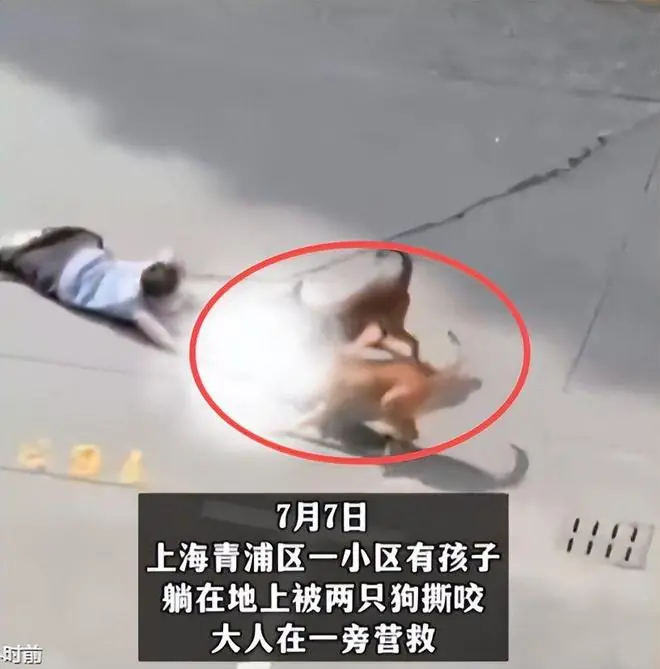 上海幼童被猎犬撕咬后续！现场凄惨，路人见死不救，狗主人被刑拘