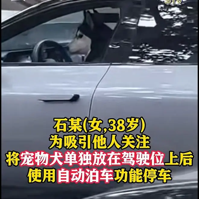 女子为吸引关注，将狗单独放在主驾后开启自动泊车，上海警方：罚200元，记3分